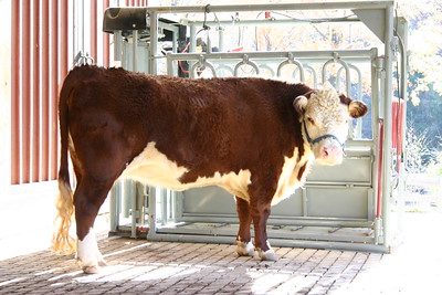 Polled Hereford