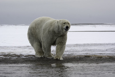 The Polar Bear hybrid/Grizzly Bear