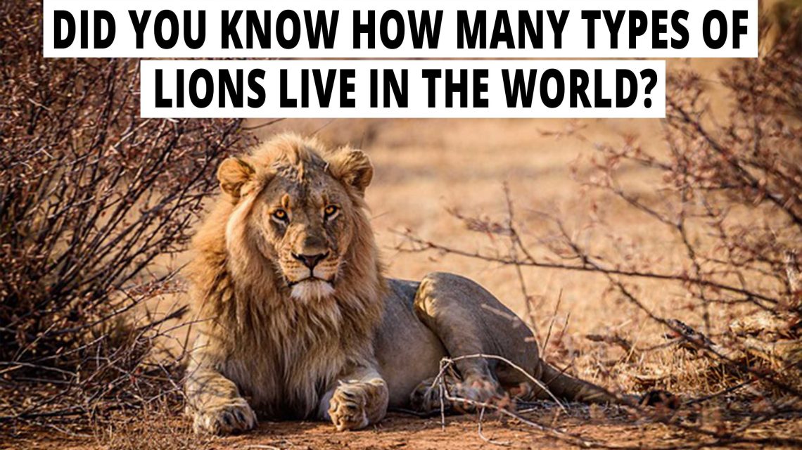 Did you know how many types of lions live in the world? All facts about lions.