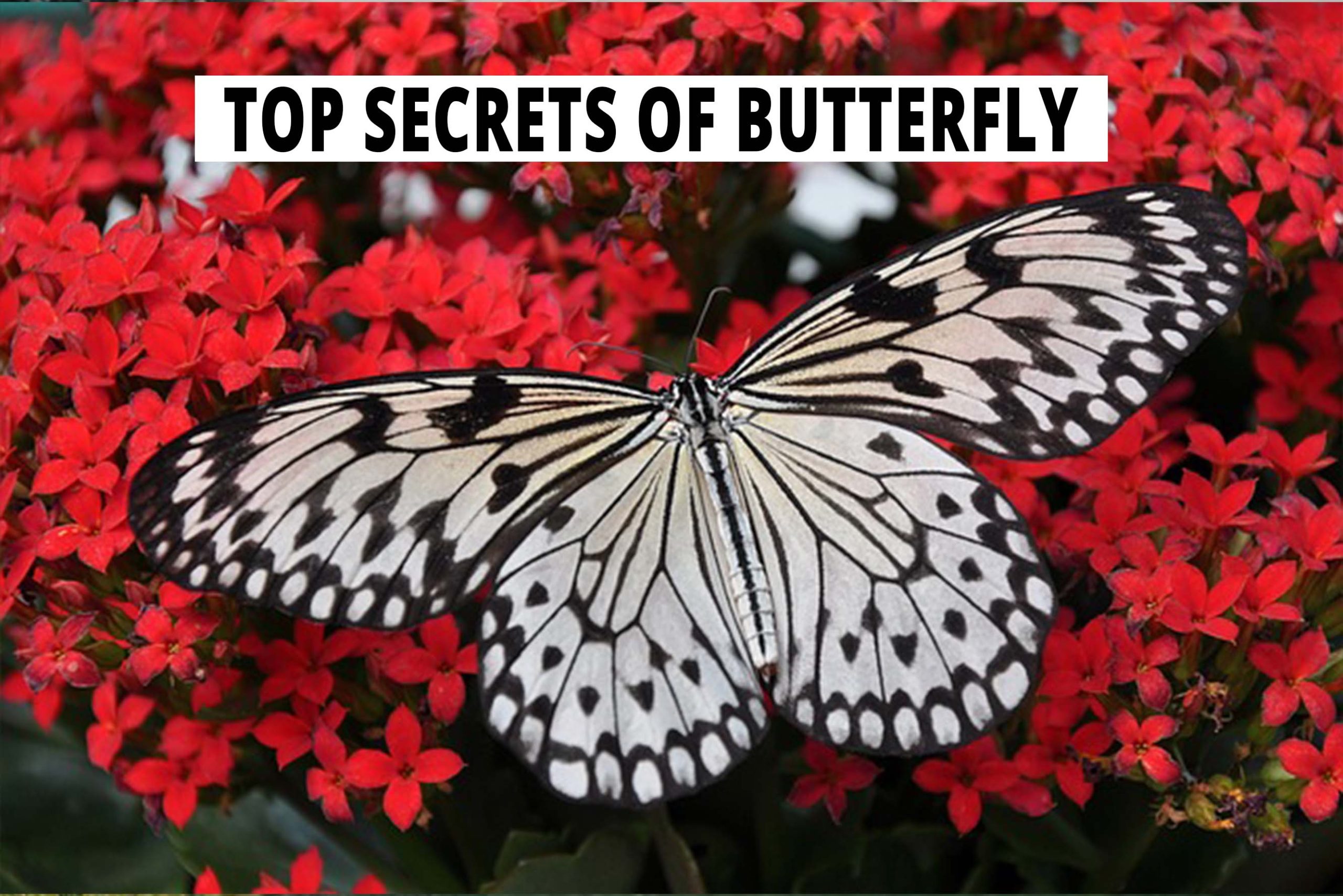 top-secrets-of-butterfly-animal-zoid