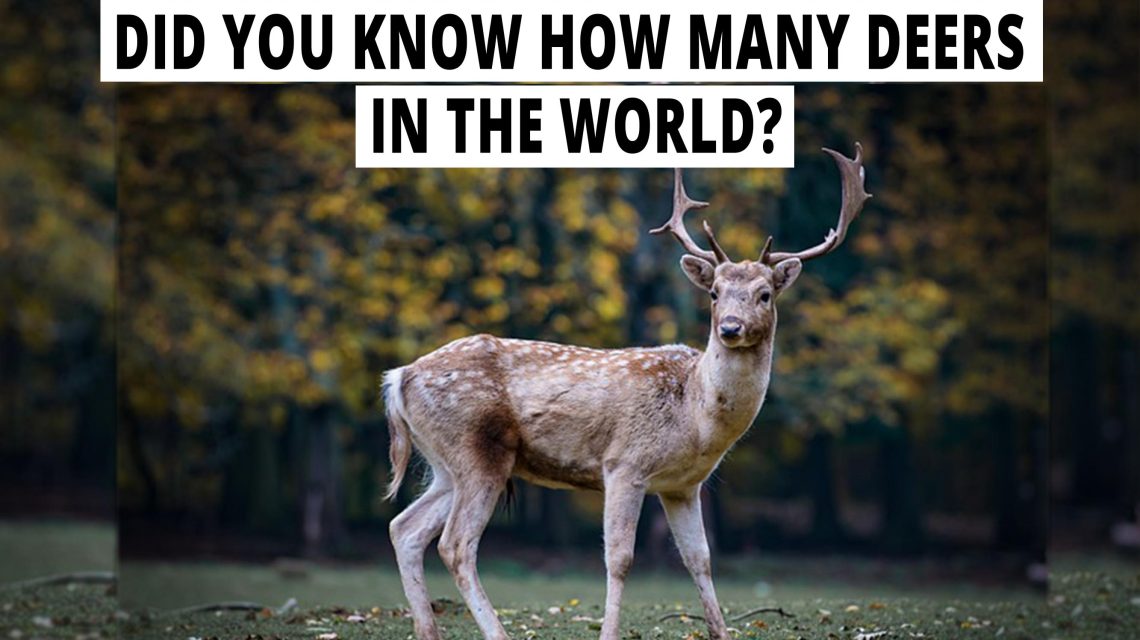 Special facts about the innocent deer you don't know.