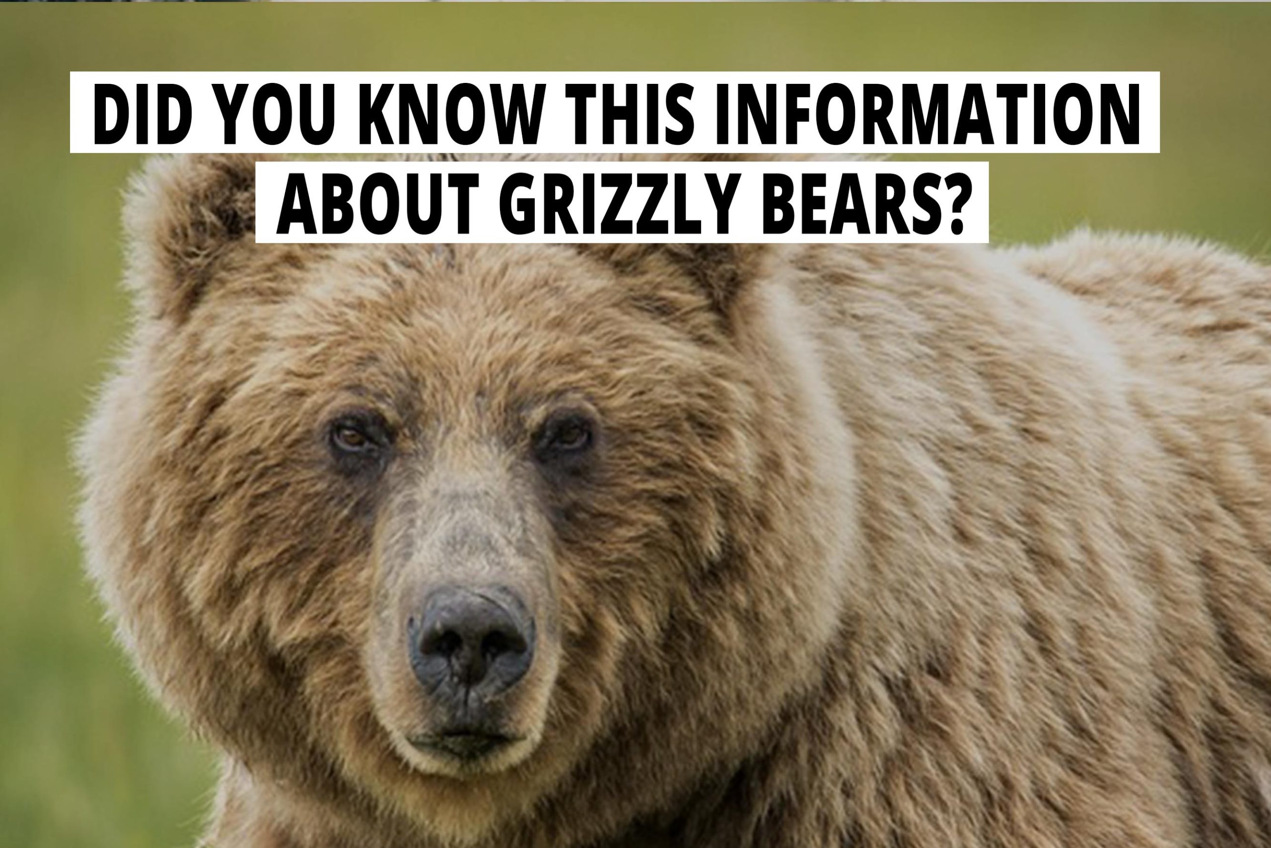 did-you-know-this-information-about-grizzly-bears