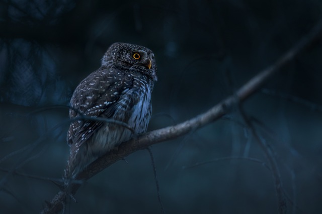 Are Owls Nocturnal Or Diurnal? Their Behavior Explained