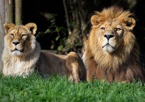 Did you know how many types of lions live in the world? All facts about ...