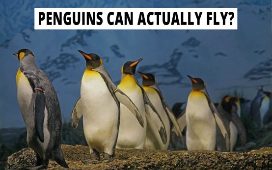Penguins can actually fly?
