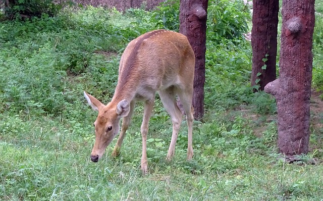 Barasingha Deer