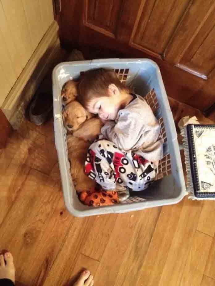 17+ Times Retrievers Proved They Are The Best Dogs Ever