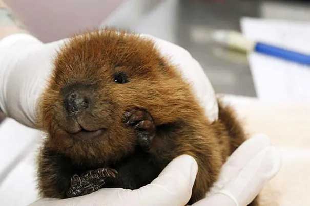 Baby Beaver Is Ready to Cuddle