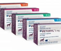 vetoryl capsules for dogs