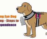 seeing eye dog training