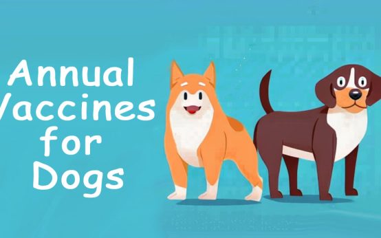 annual vaccines for dogs