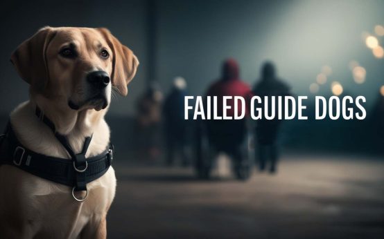 failed guide dogs