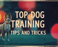 dog training tips and tricks