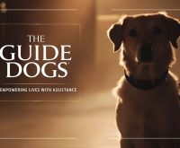 the guide dogs