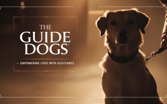 the guide dogs