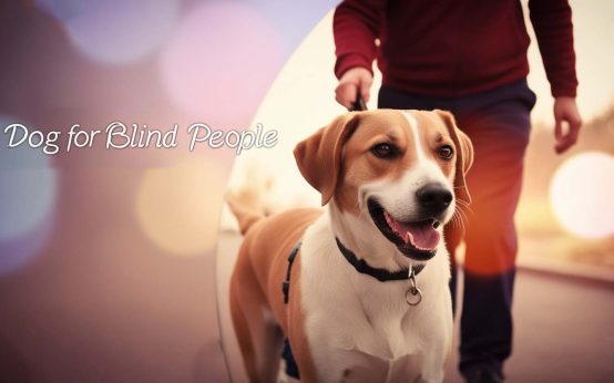 dog for blind people