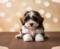 tiny bernedoodle