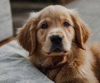 golden retriever puppy maintenance