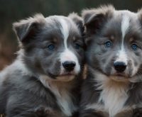 blue collie puppies