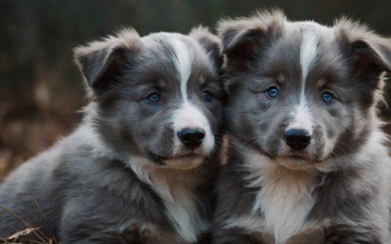 blue collie puppies