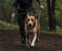 good hound training