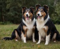 black and tan collies