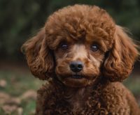 red tiny poodle