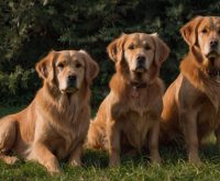 tangleloft goldens