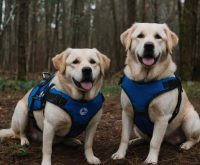 Failed Seeing Eye Dogs