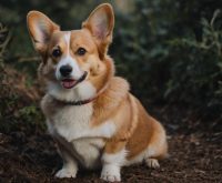 corgi mutt