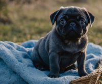 blue pug puppies