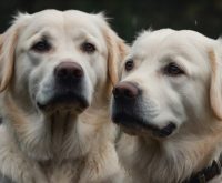 white retrievers