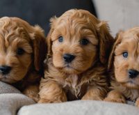 apricot cockapoo puppies